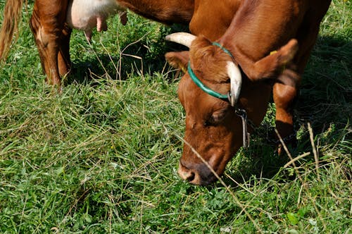 Free stock photo of animal, cow Stock Photo