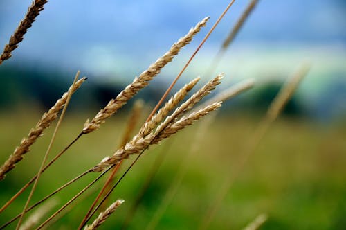 Free Beige Weeds in a Field of Grass Stock Photo