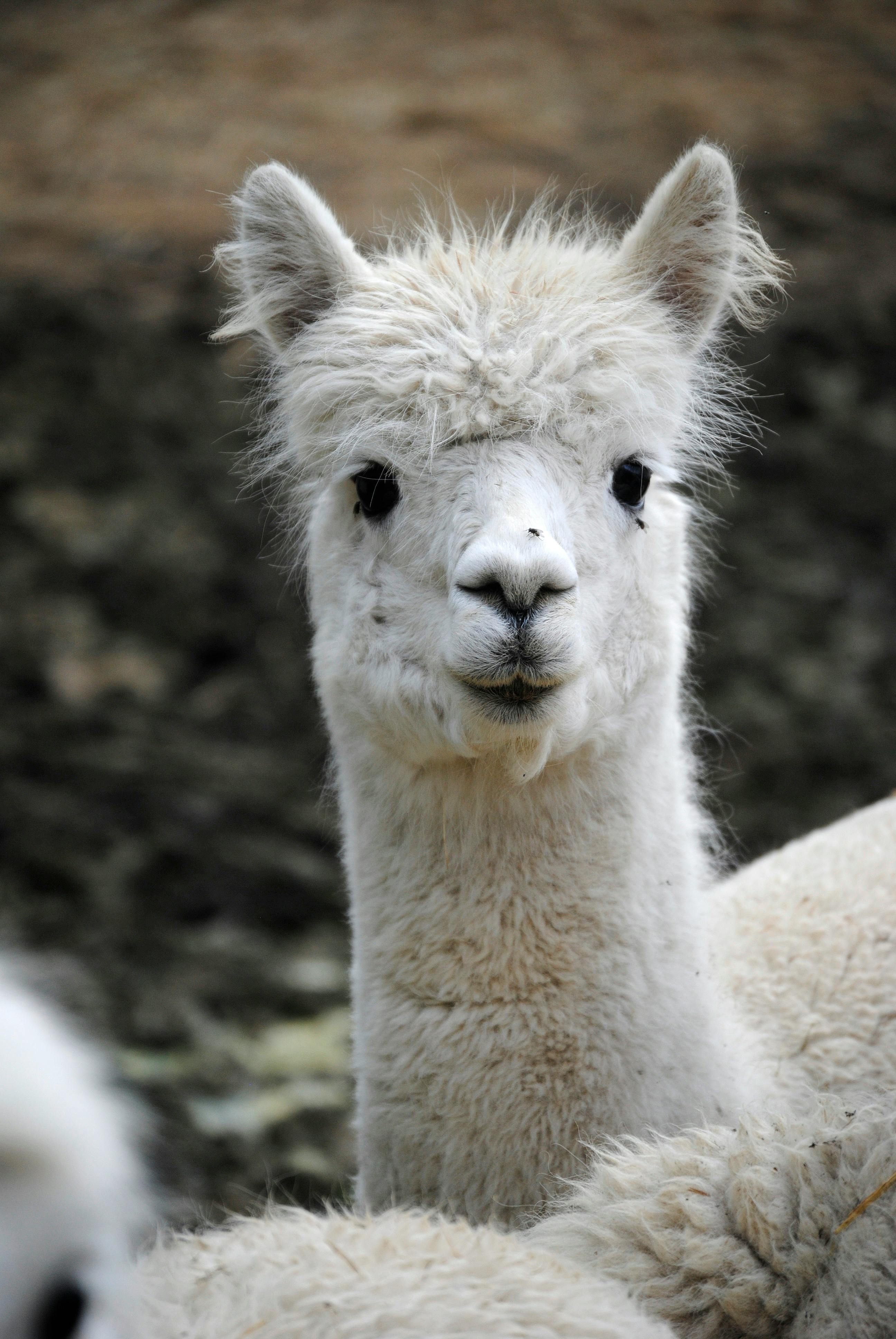 Lama Spits Photos, Download The BEST Free Lama Spits Stock Photos & HD ...