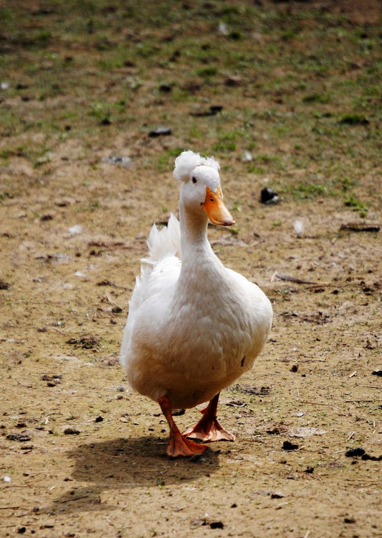 Adorable American Pekin Duck Walking In Village