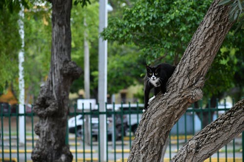 Photo of a Black and White Cat on a Tree