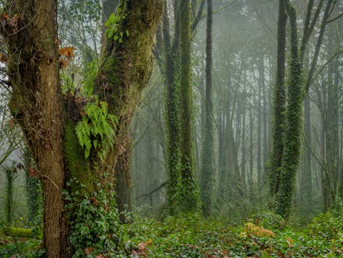 Trees with trunks covered with moss and ivy and green fern leaves growing from tree bark