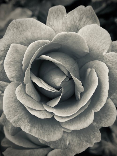 Gratuit Imagine de stoc gratuită din alb-negru, delicat, floare Fotografie de stoc