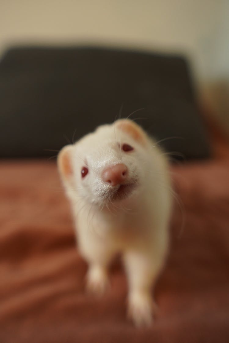 Close-Up Shot Of An Albino Ferret Looking At Camera