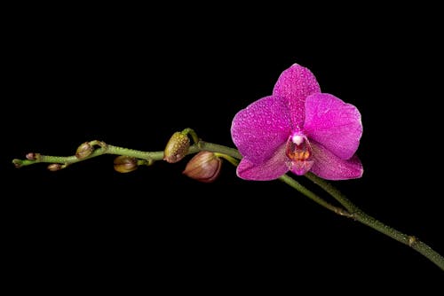 Close-Up Shot of a Purple Moth Orchid