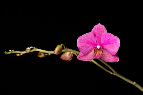 Foto profissional grátis de orquídea