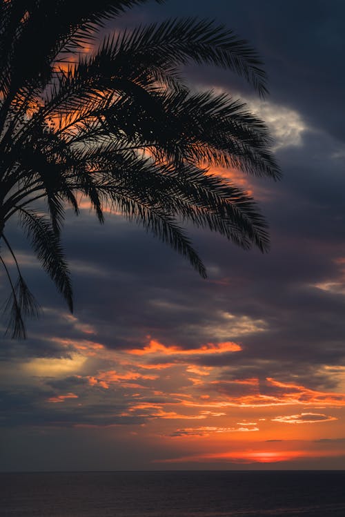 Kostnadsfri bild av molnig himmel, naturskön, palmträd