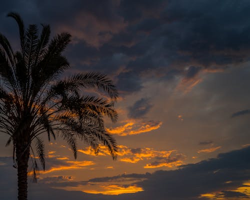 Foto profissional grátis de palma, pôr do sol