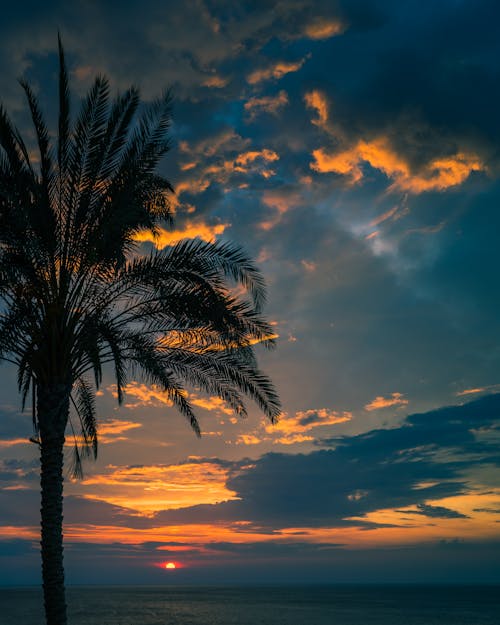 日落, 棕櫚 的 免費圖庫相片