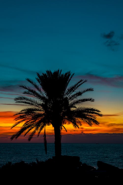 日落, 棕櫚 的 免费素材图片