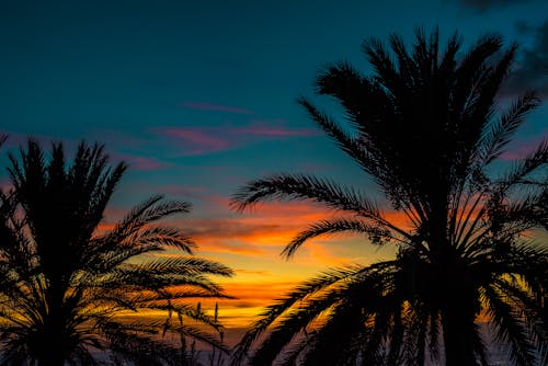 Darmowe zdjęcie z galerii z palma, zachód słońca