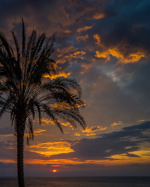 Foto profissional grátis de palma, pôr do sol