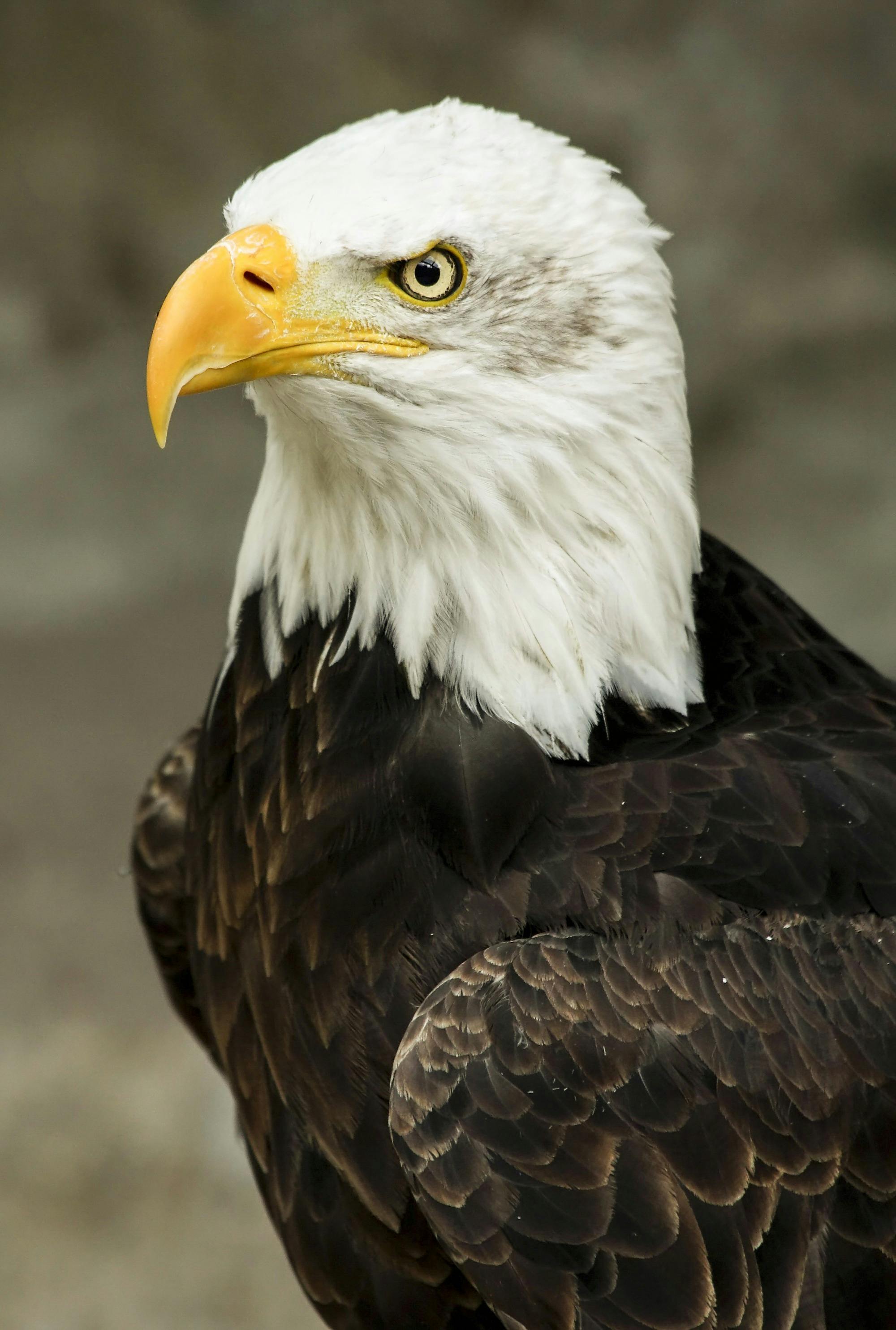 Golden Eagle IPhone Wallpaper HD  IPhone Wallpapers  iPhone Wallpapers