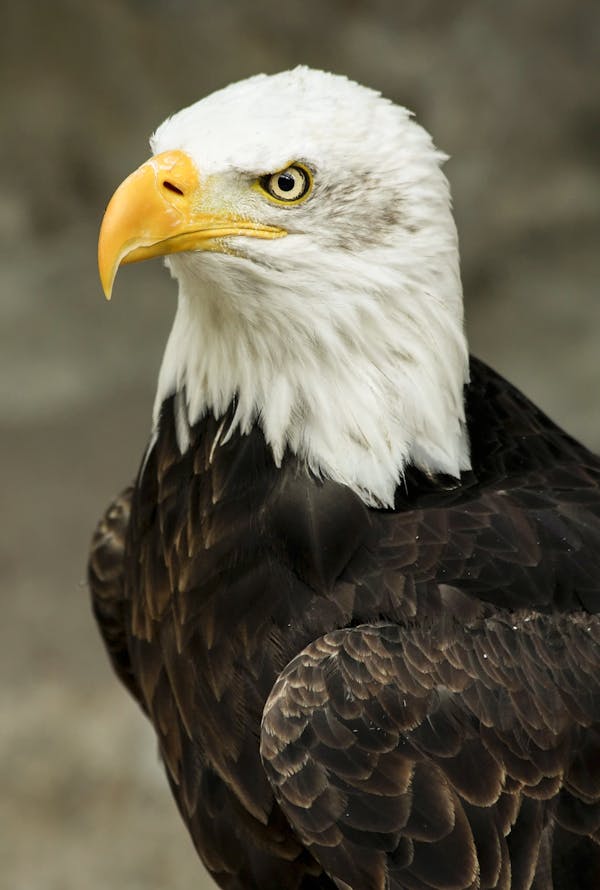 800  Best Eagle Images · 100% Free Download · Pexels Stock Photos