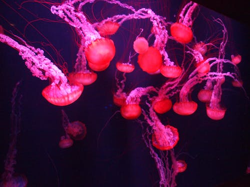 Free stock photo of abstract, aquarium, pink jellyfish