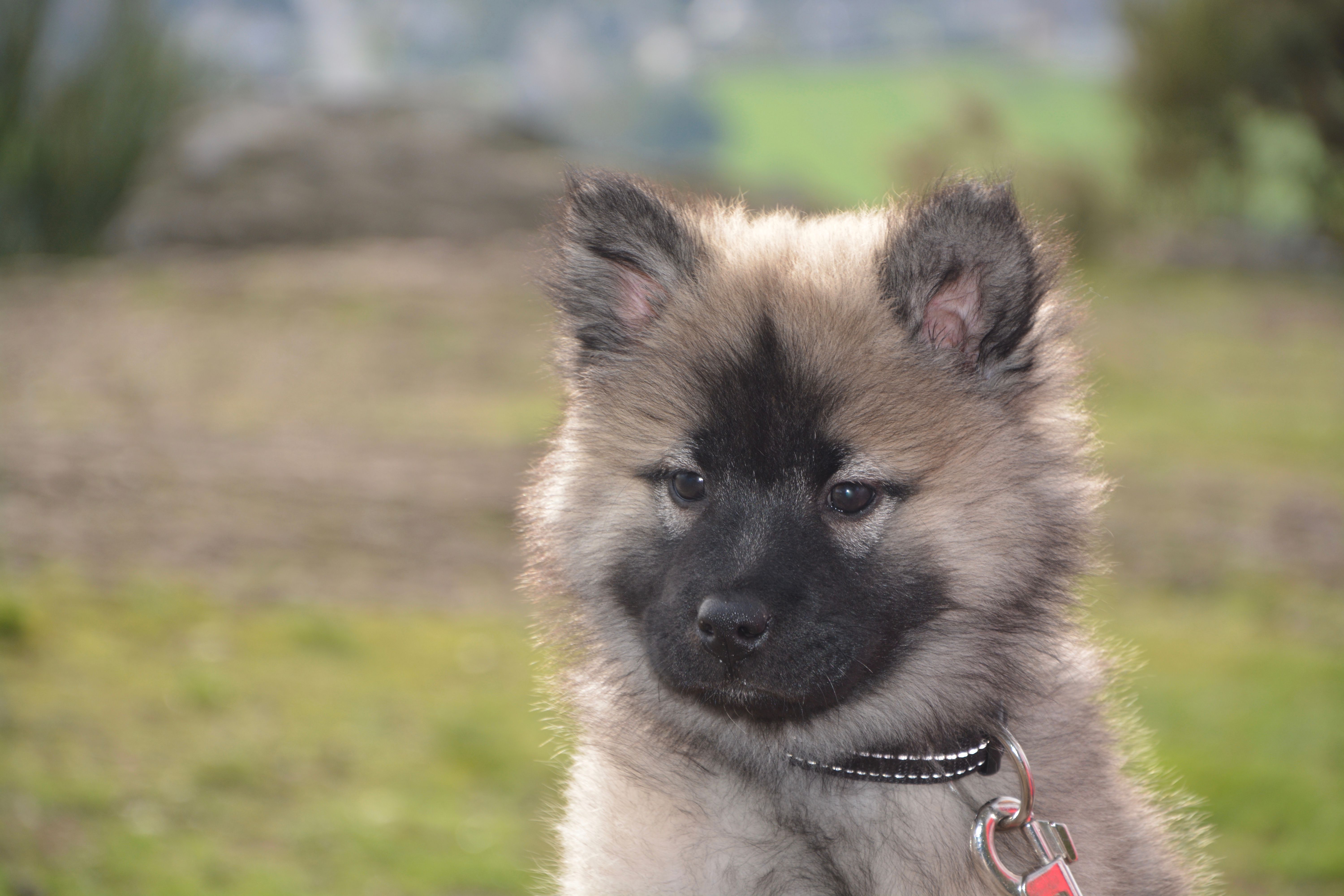free-stock-photo-of-animal-domestique-berger-des-shetland-chien