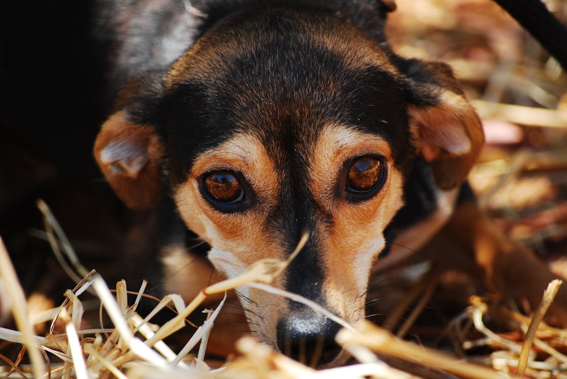 Kostenlos Schwarzbraun Beschichteter Hund Auf Getrocknetem Gras Stock-Foto