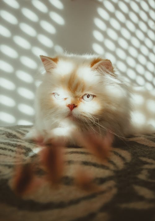 Free A Close-Up Shot of a Persian Cat Stock Photo
