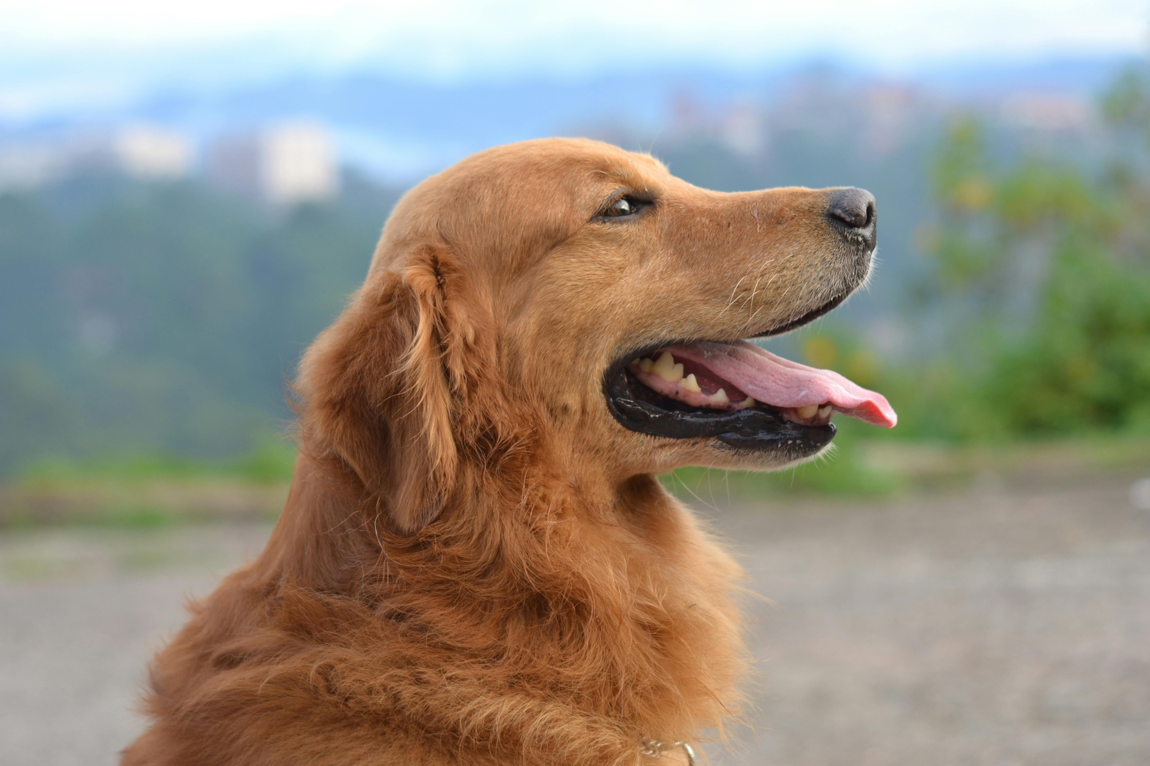 Shallow Focus Photography of a Golden Retriever