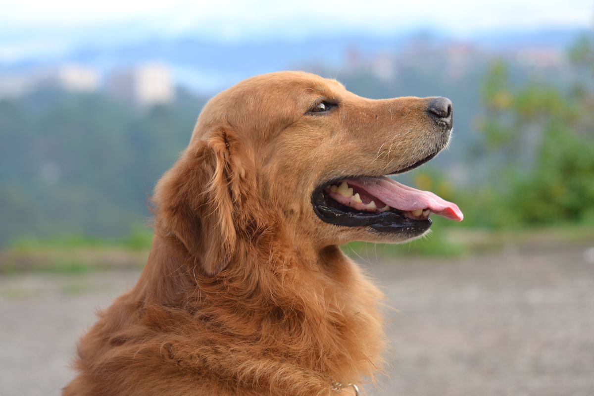 Golden Retriever profile with mountain valley in background