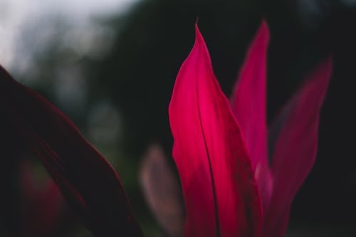 Close-Up Photograph of a Red Leaf