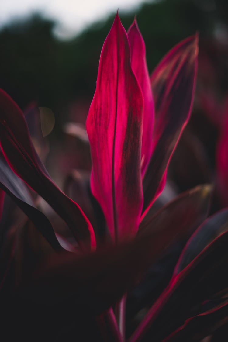 Close Up Photo Of Cordyline Fruticosa