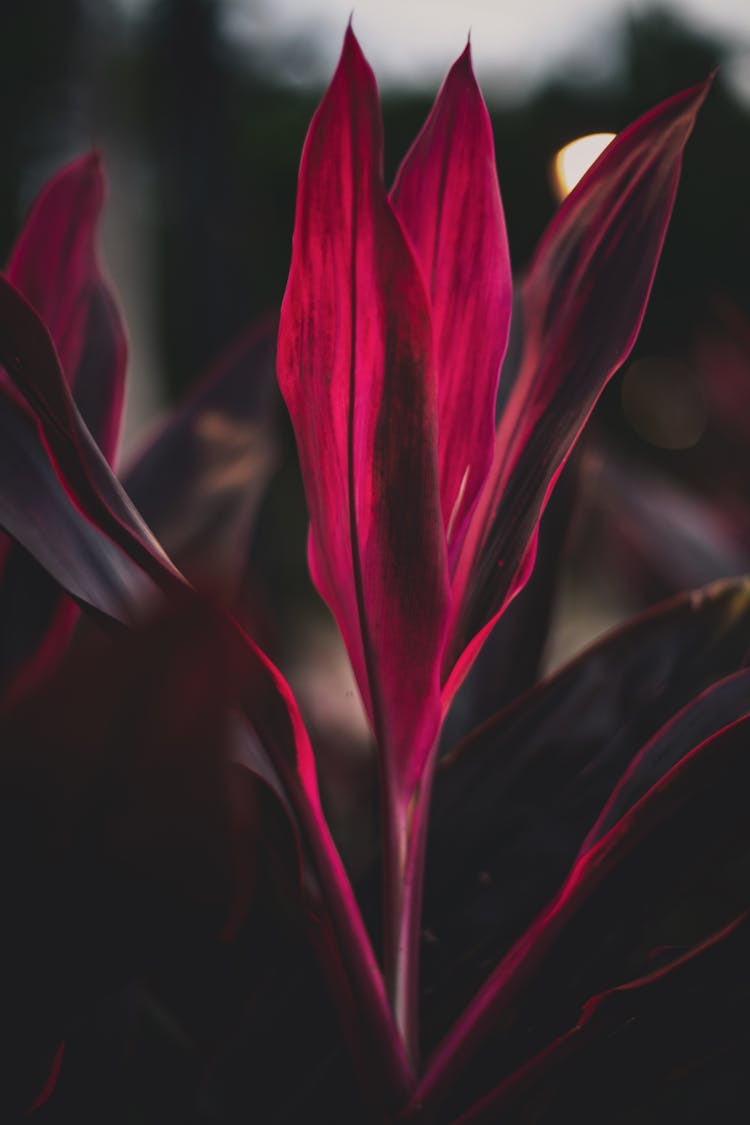 Close Up Photo Of Cordyline Fruticosa