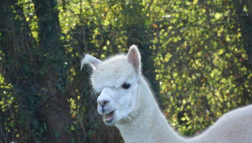 Free stock photo of lama animal domestique, lama blanc Stock Photo