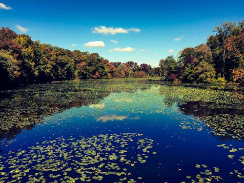 Alberi Verdi Dall'altra Parte Del Fiume Durante Il Giorno