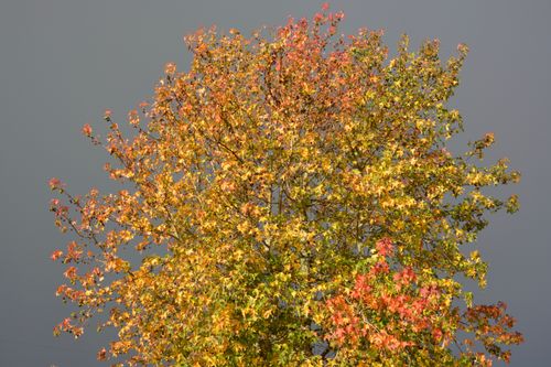 Free stock photo of arbre, arbre aux couleurs d automne, feuilles Stock Photo