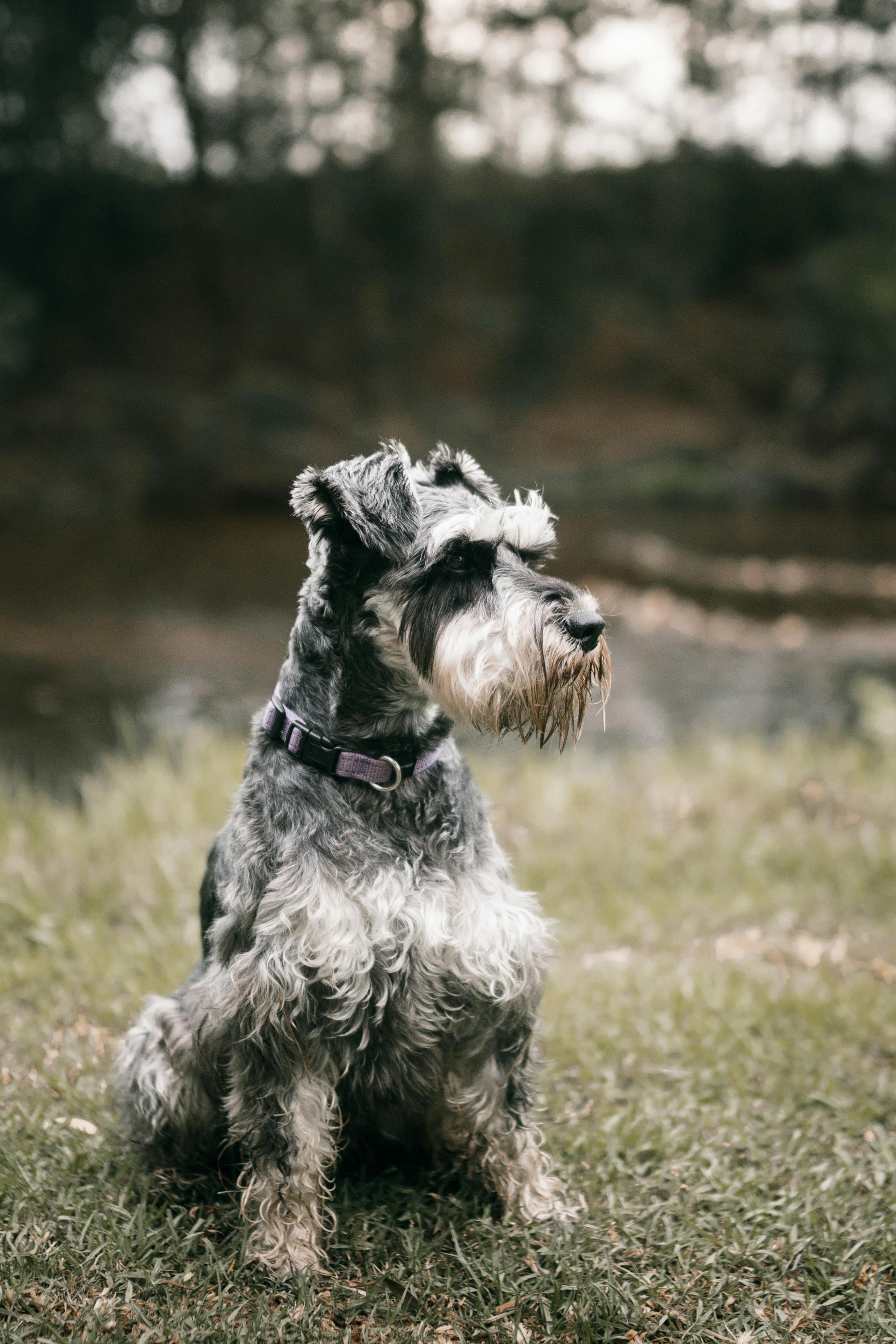 Gray and White Miniature Schnauzer on Green Grass Field · Free Stock Photo