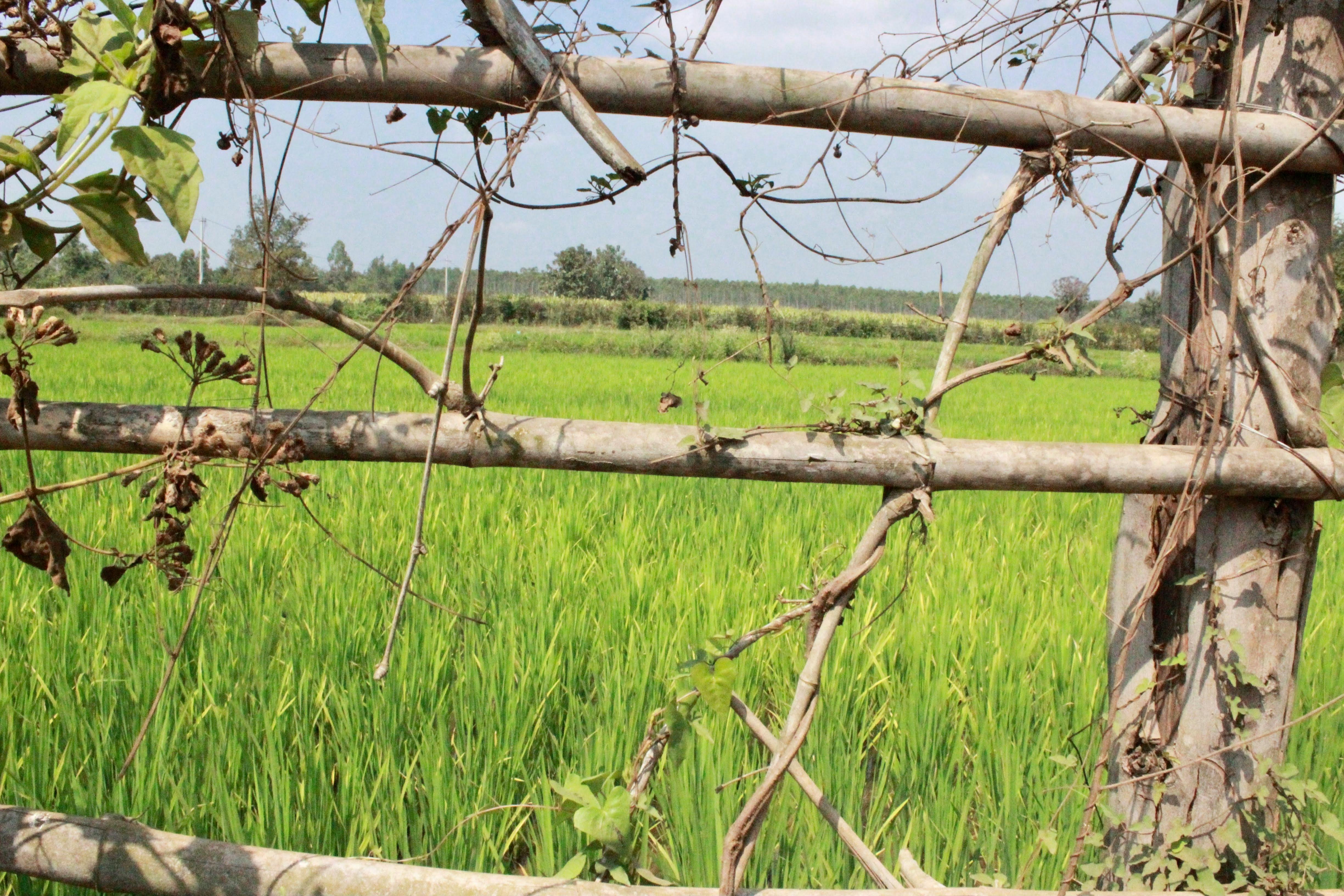 A Metáfora do Pastor e Suas Ovelhas no Salmo 23 Pastor cuidando de ovelhas em pastagem verde com montanhas ao fundo