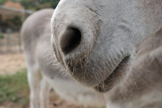 Close-Up Photograph of a Donkey's Nose