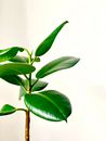 Green Leaves on White Background