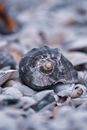 Rapana venosa whelk on seashell coast