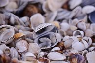 From above of textured background of beach covered with common cockle seashells in daytime