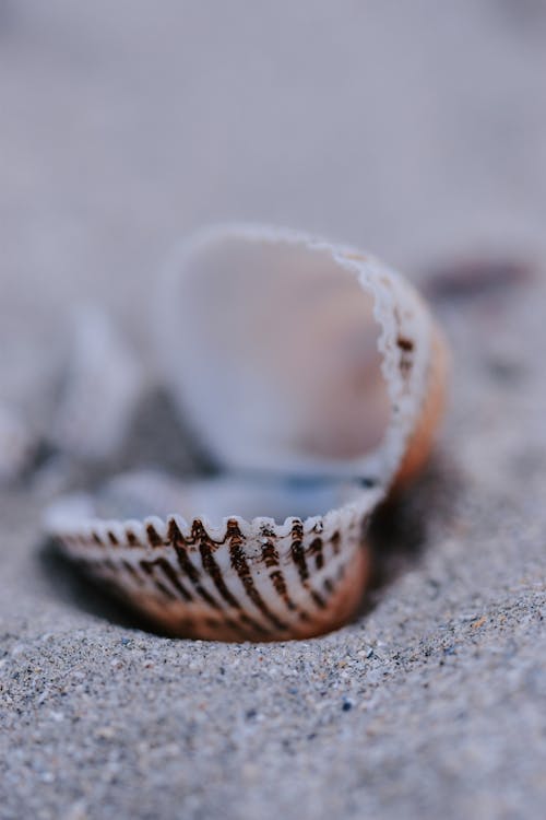 Closeup of small textured Cerastoderma edule clam shell placed on sandy beach on sunny day