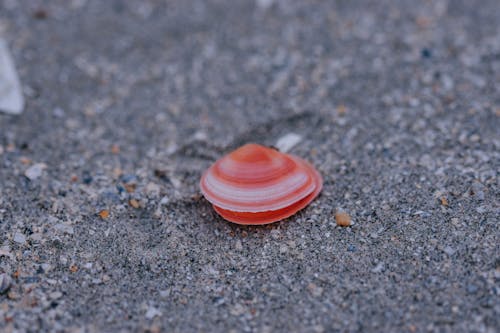 From above of bright red seashell placed on gray sand in nature in daytime