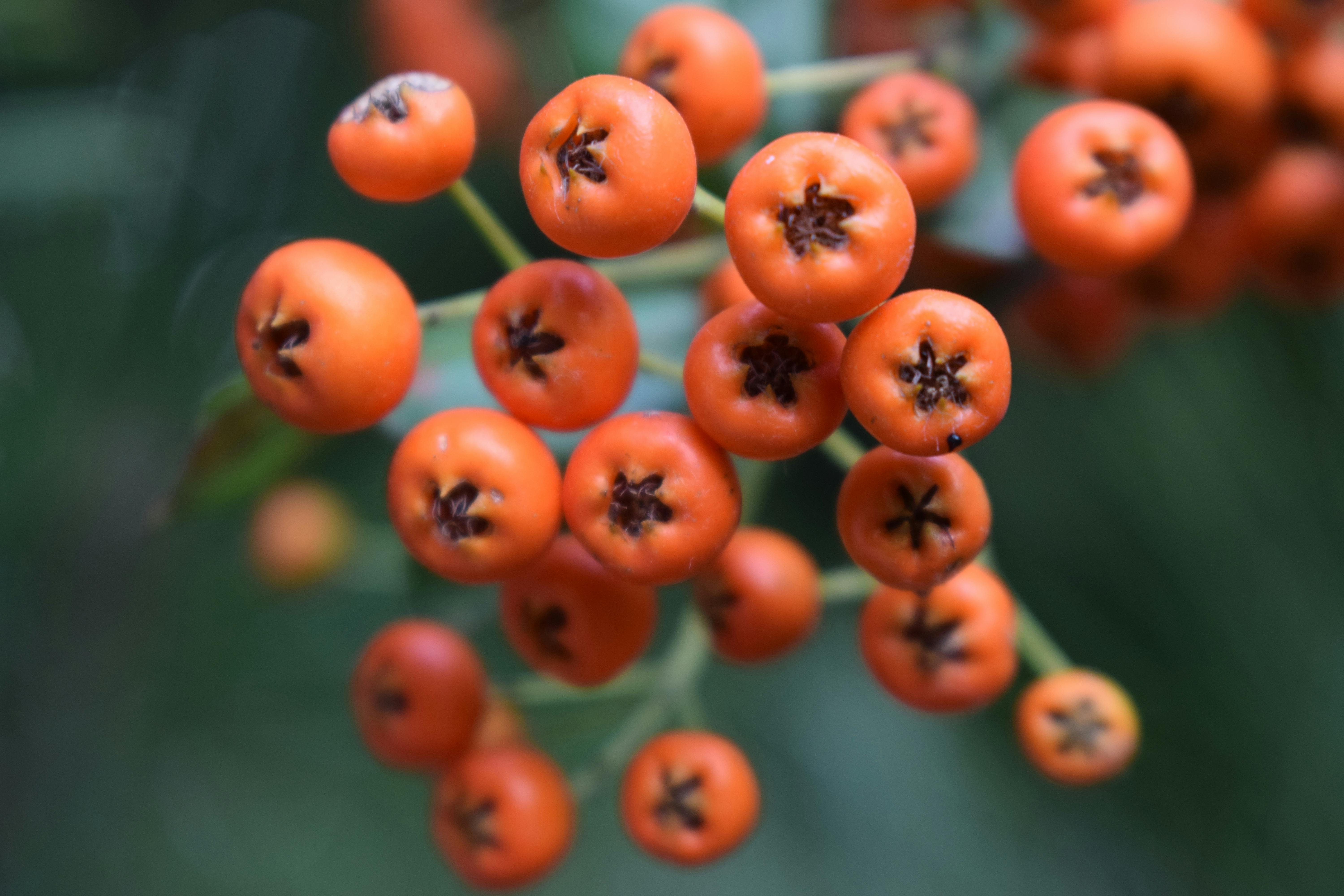 Free stock photo of berries, fruits, red