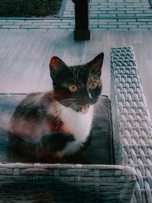 Scared cat with green eyes and open mouth meowing while sitting on couch and looking up in courtyard