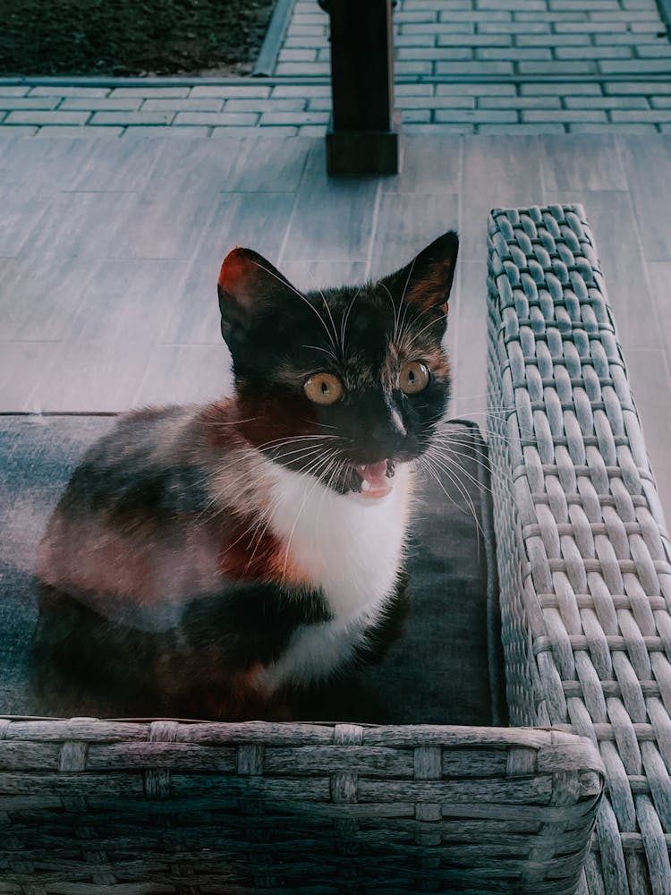 Fearful Cat Meowing On Sofa In Patio