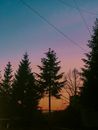 Coniferous trees on land under sunset sky