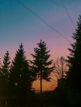 Scenic view of high evergreen trees with wavy branches growing on terrain under wires and colorful sky at sundown