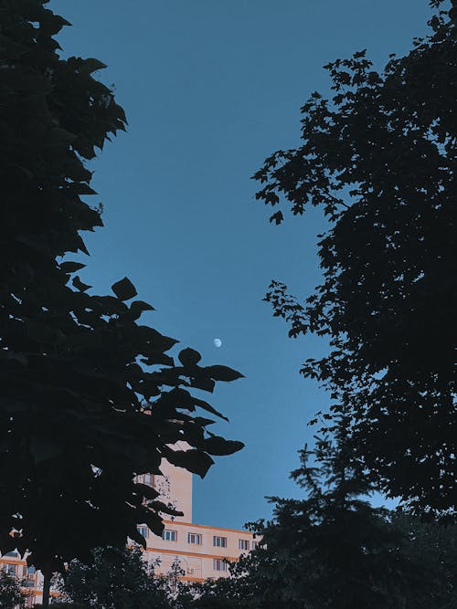Low angle of lush tree silhouettes growing against house exterior under moon in blue sky in town
