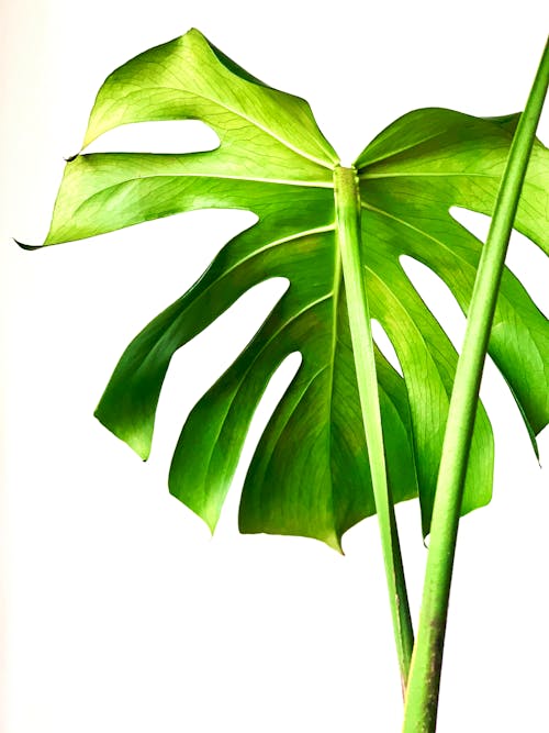 Green Leaf Plant With White Background