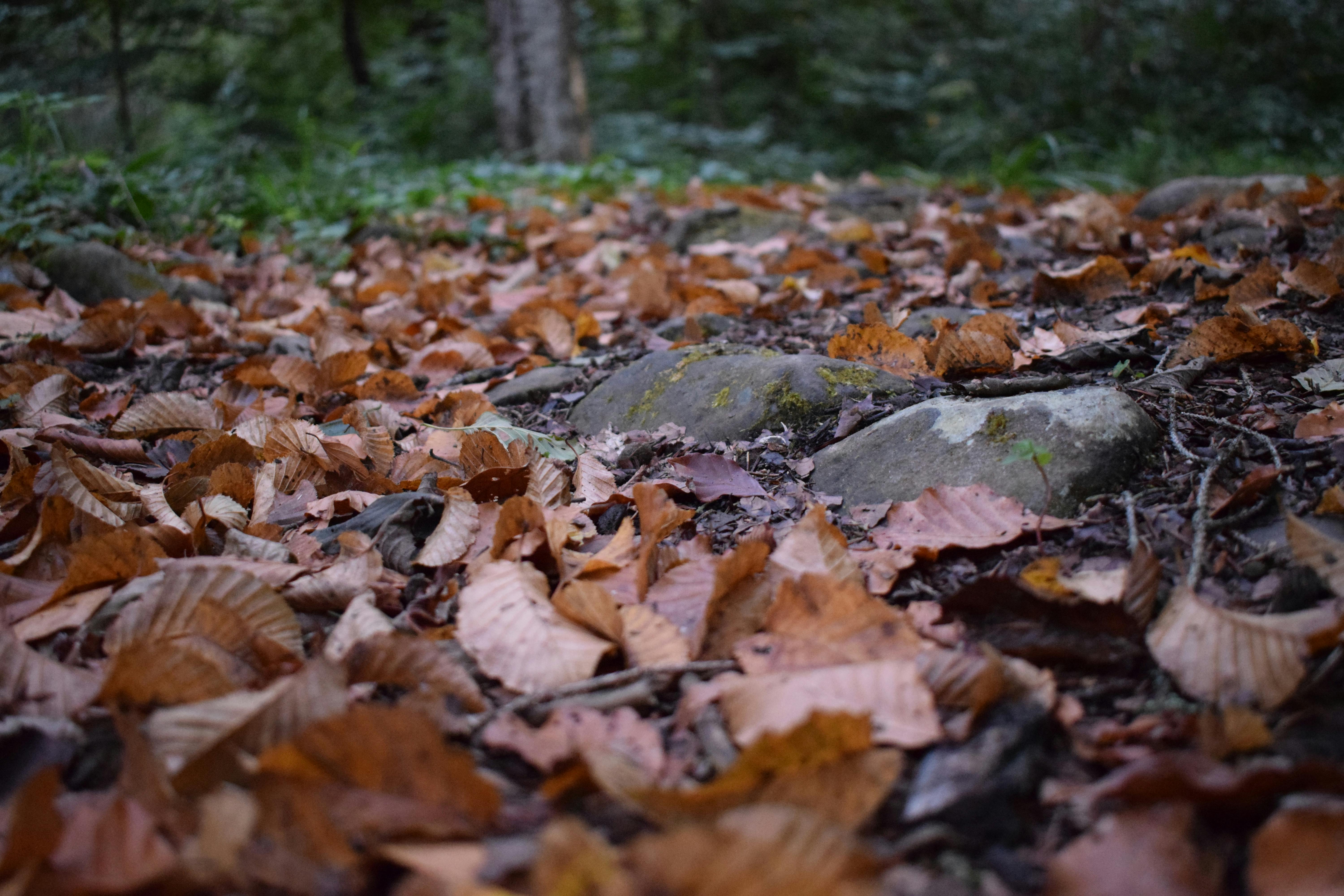 Free stock photo of closeup, dried leaves, forest