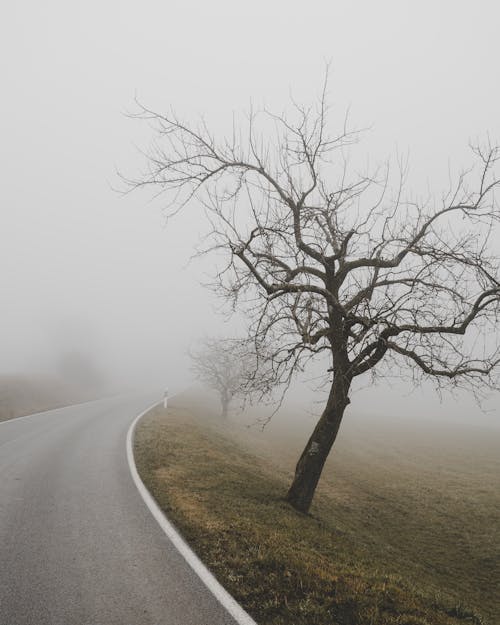 Leafless Tree on the Side of the Road