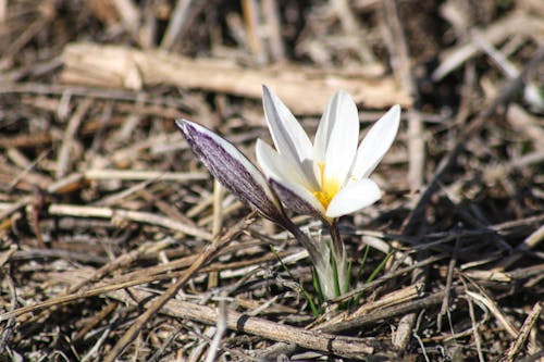 White and Yellow Flower on the Ground