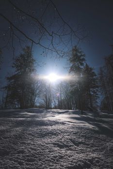Scenery of snowy terrain with high bare and coniferous tress growing in sunny winter woodland