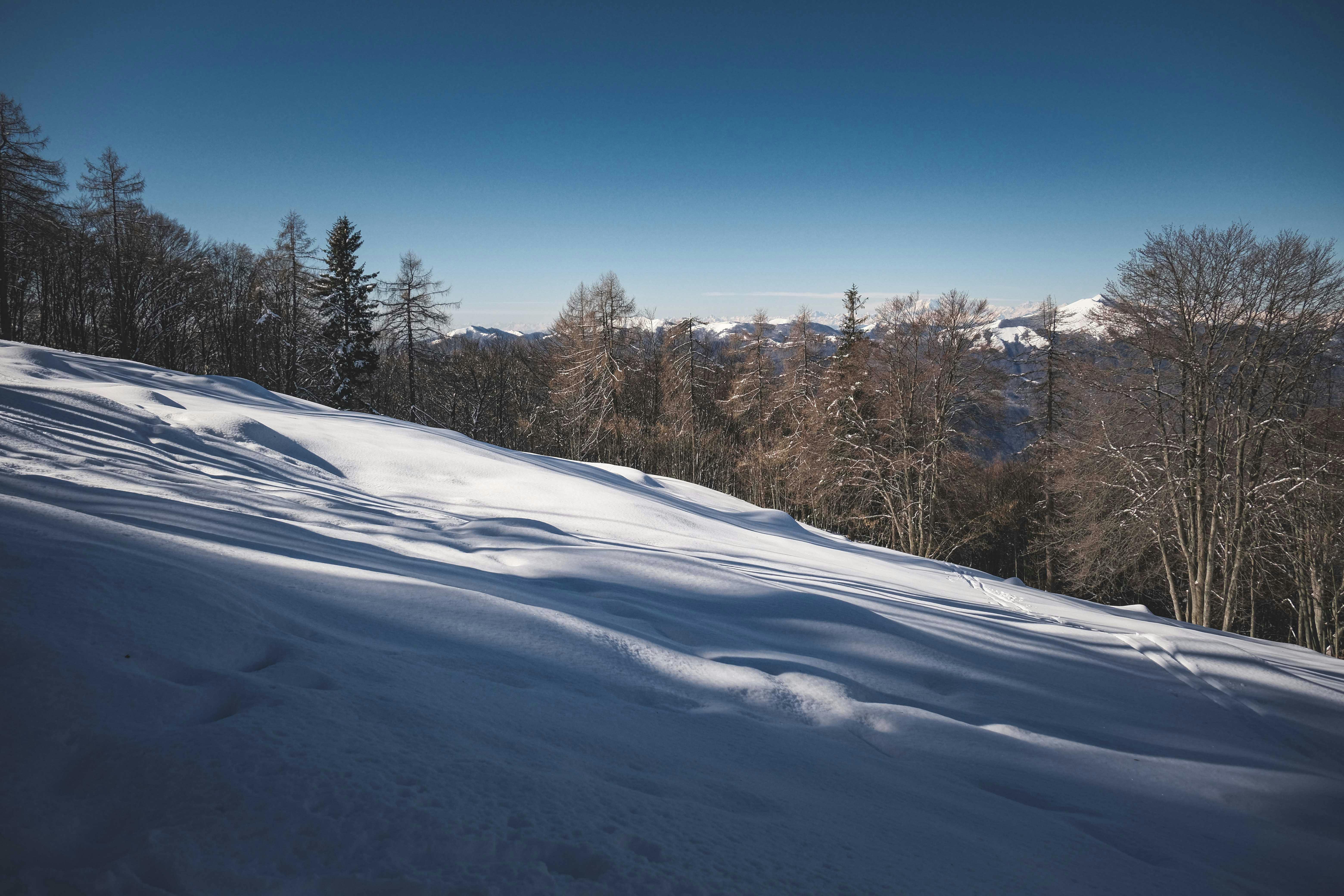 leafless trees growing on snowy slope against mountains